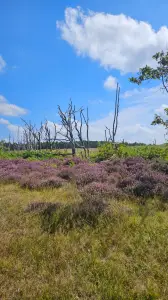 Leentje 01 Kunstwerken op de bloeiende heide